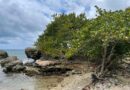 Quand les mangroves disparaissent, c’est toute la vie côtière qui s’effondre